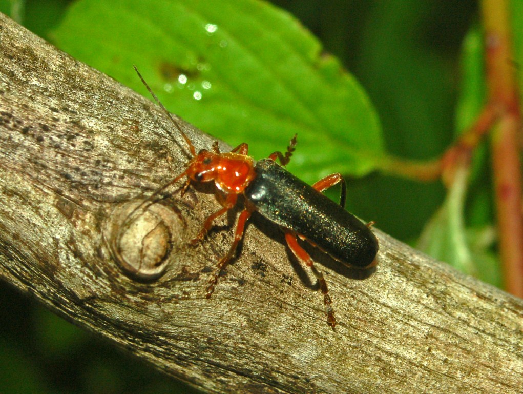 Un coleottero rossiccio e nerastro: Cantharis livida